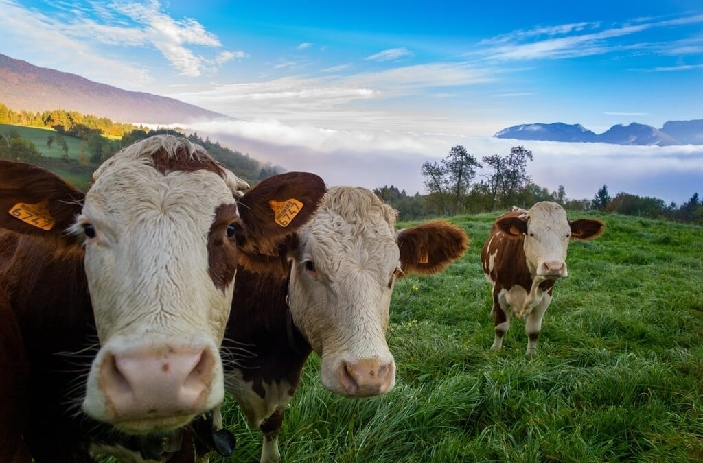 Esistono diverse razze bovine da carne. Ognuna di queste presenta caratteristiche particolari e, sicuramente, sapore e consistenza diversi in base alla selezione che è stata operata. Nella foto, diversi bovini al pascolo.