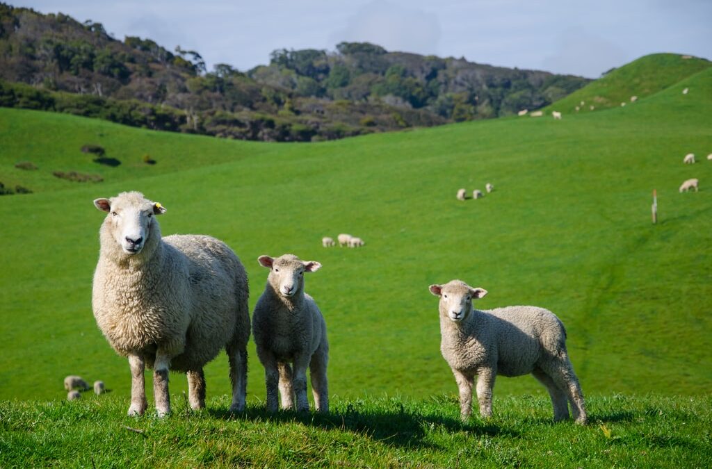Capire le razze ovine da carne ha molta importanza quando si ha a che fare con un prodotto gastronomico particolare come gli arrosticini. Per gli arrosticini, le pecore vengono sottoposte a un particolare trattamento. Nella foto, diverse pecore che pascolano su un prato.